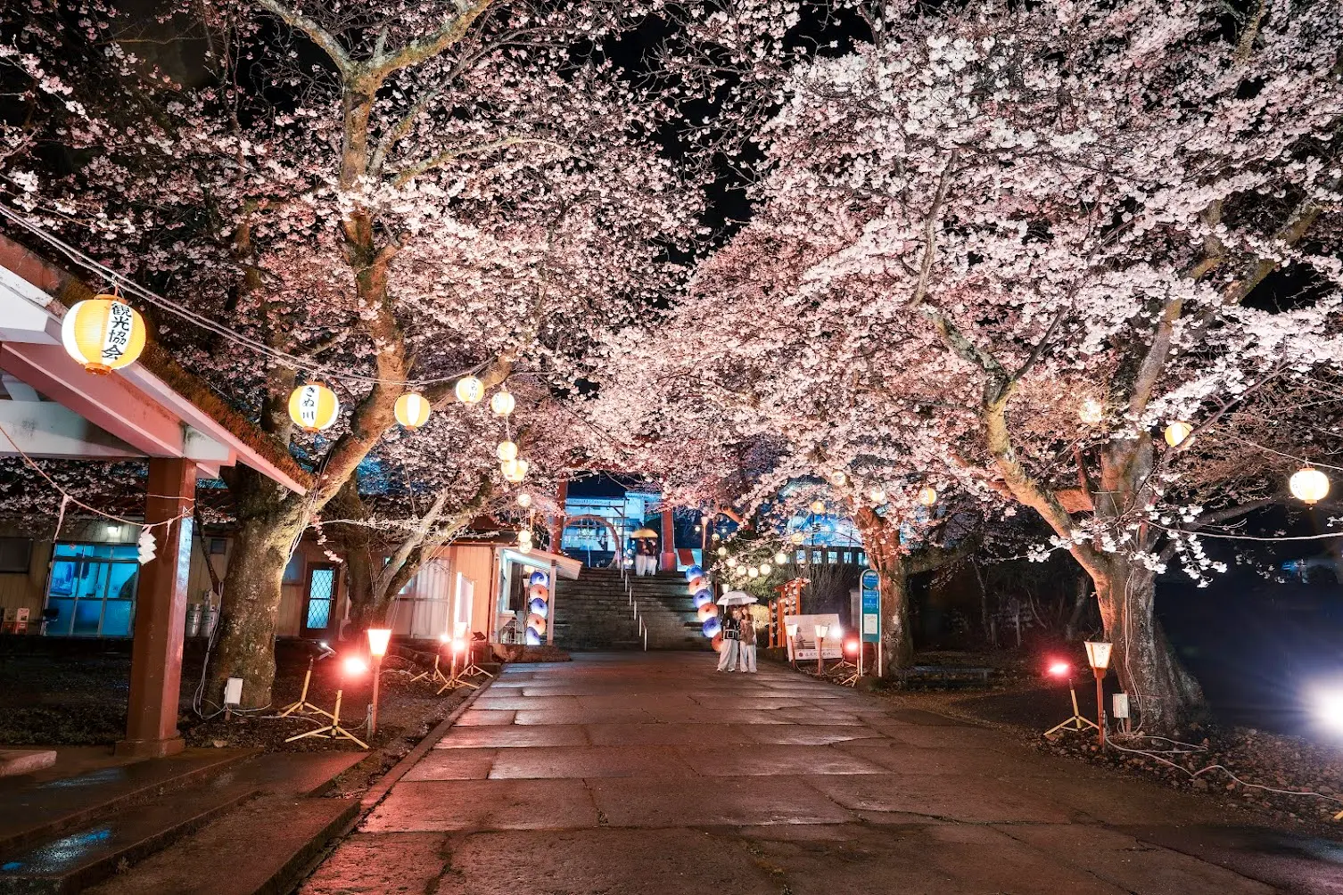 2026年 鬼怒川温泉夜桜ライトアップ 『鬼怒川万華郷』開催！